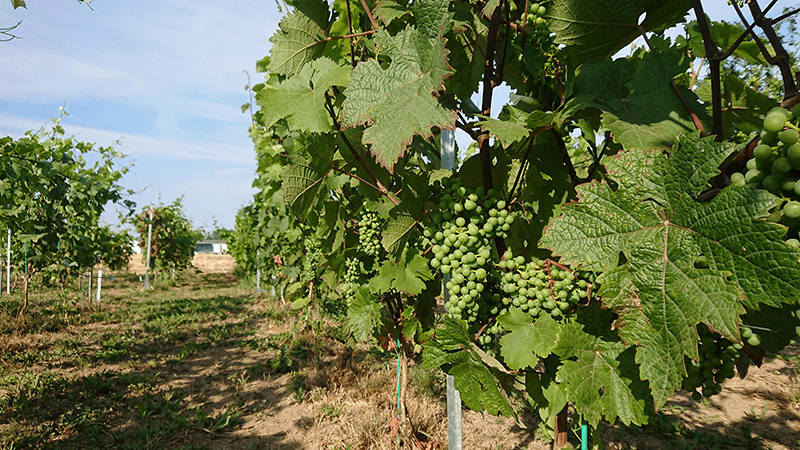 Bachelier en Agronomie - Orientation agro-industries et biotechnologies - Option technique viti-vinicoles