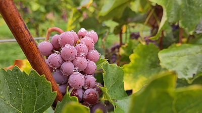 Certificat inter-Haute École et Université en Sciences de la vigne et du vin