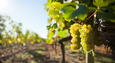 GVER  Vers plus dagroécologie pour la viticulture wallonne