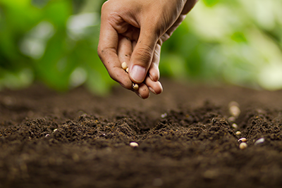 SEED2SEED  Valorisation des coproduits de graines locales comme la drèche de brasserie ou le tourteau de colza par des techniques décoextraction et de formulation